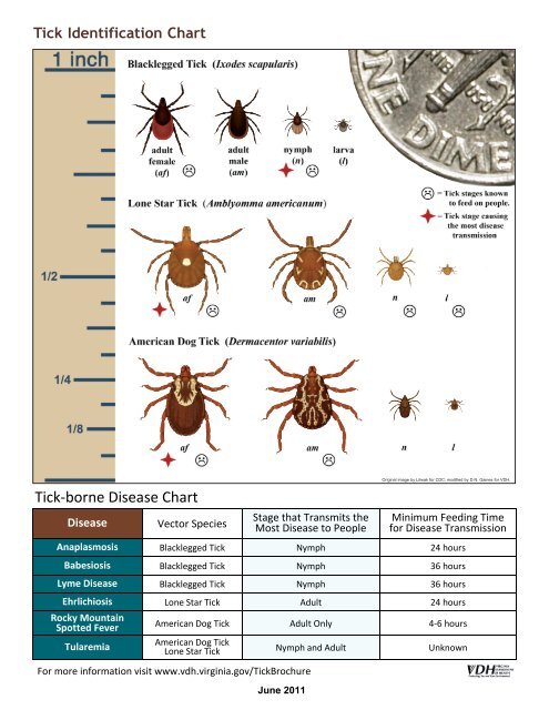 Tick Identification Chart