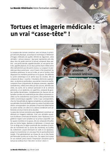 Tortues et imagerie mÃ©dicale : un vrai âcasse-tÃªteâ - Clinvet - Village ...