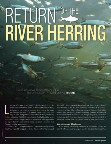 Return of the River Herring - New Hampshire Fish and Game ...