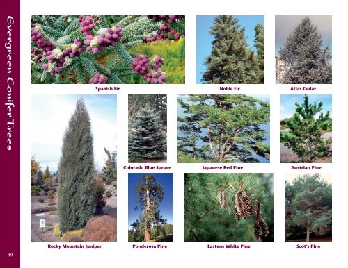 Evergreen and Conifers