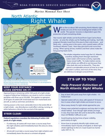 Right Whale Fact Sheet [PDF] - Southeast Regional Office - NOAA