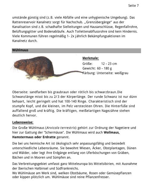 Ratten Im Haus Was Tun Heimidee