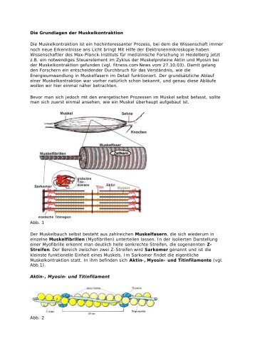 Muskelkontraktion - Personal-training-dortmund.de