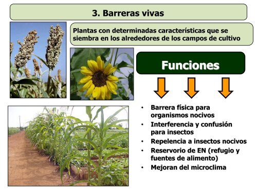 Nilda Perez C. Manejo Agroecologico de Plagas_SOMAS-2011