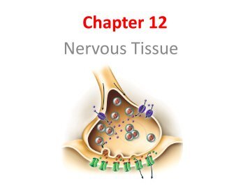 saladin 6e chapter 12 nervous tissue saladin 6e chapter 12 nervous tissue