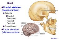 Skull Cranial skeleton (Neurocranium) Calarvia Frontal, Temporal ...