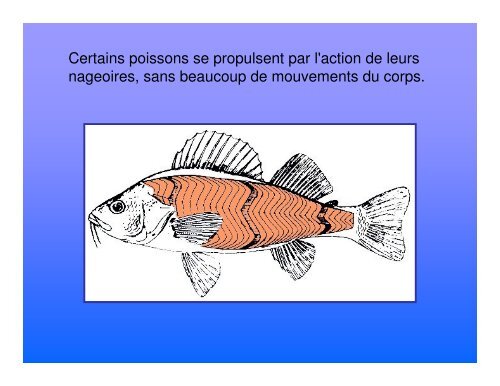 Les poissons de la rivière St-François - Science en ligne