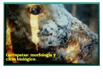 Garrapatas: morfologÃ­a y ciclo biolÃ³gico.