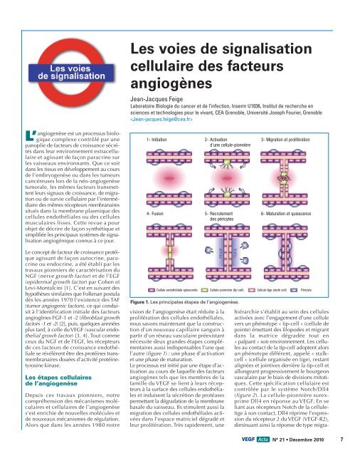 Les voies de signalisation cellulaire des facteurs angiogÃ¨nes