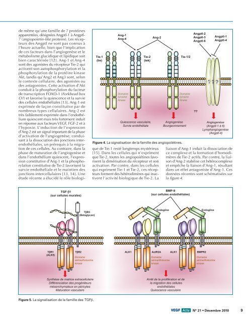 Les voies de signalisation cellulaire des facteurs angiogÃ¨nes