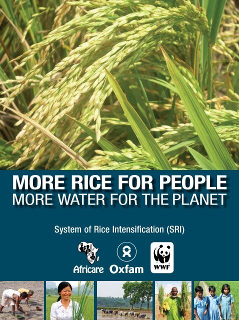 System of Rice Intensification (SRI) - Coraf