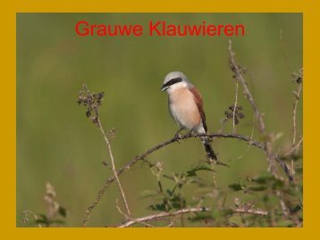 Grauwe Klauwieren in Limburg - SOVON Vogelonderzoek Nederland