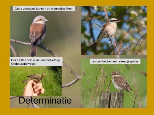 Grauwe Klauwieren in Limburg - SOVON Vogelonderzoek Nederland
