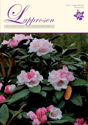 Lapprosen 1/2013 side 20 - Den norske Rhododendronforening