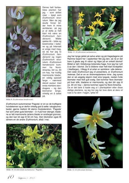 Lapprosen 1/2013 side 20 - Den norske Rhododendronforening