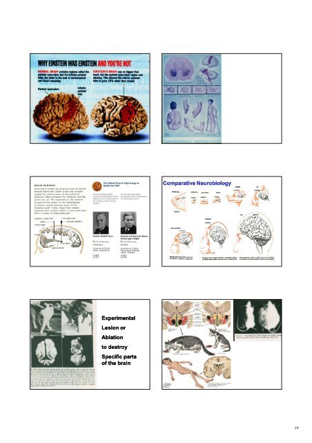 Triune Brain - Neuroscience.mahidol.ac.th - Mahidol University