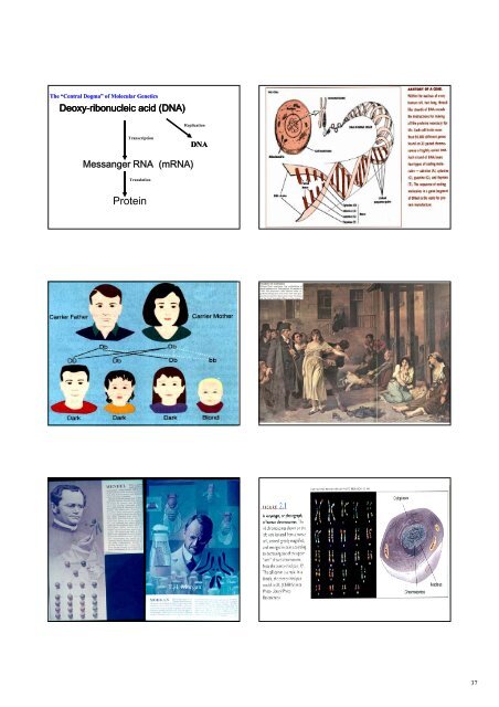 Triune Brain - Neuroscience.mahidol.ac.th - Mahidol University