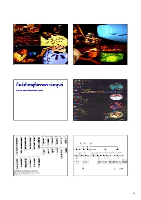 Triune Brain - Neuroscience.mahidol.ac.th - Mahidol University