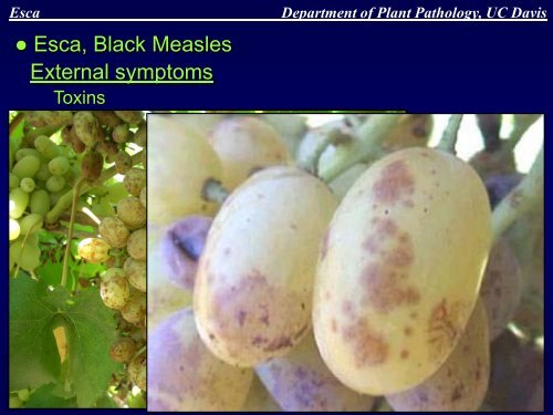 Grapevine Trunk Diseases Department of Plant ... - Lodi Wine