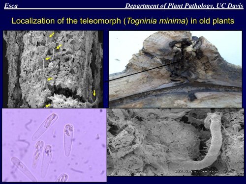 Grapevine Trunk Diseases Department of Plant ... - Lodi Wine