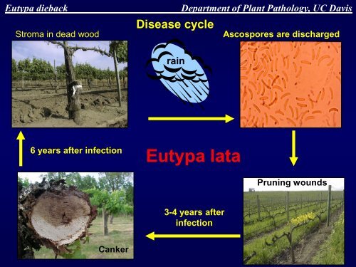 Grapevine Trunk Diseases Department of Plant ... - Lodi Wine