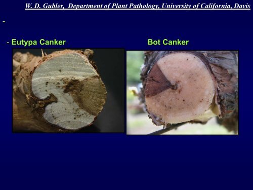 Grapevine Trunk Diseases Department of Plant ... - Lodi Wine