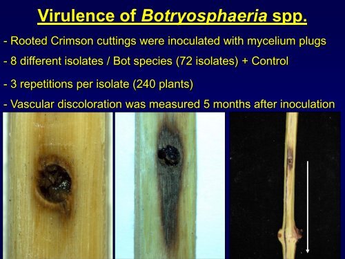 Grapevine Trunk Diseases Department of Plant ... - Lodi Wine