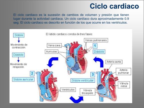 cardiovasculardipl - eVirtual UASLP - Universidad AutÃ³noma de ...