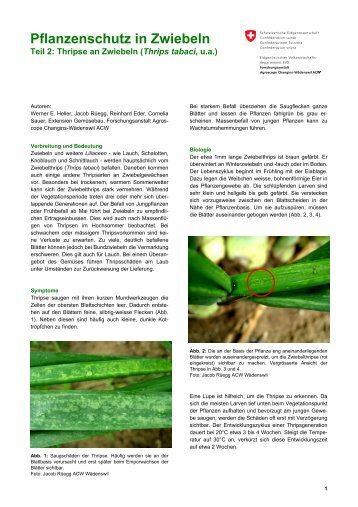 Pflanzenschutz in Zwiebeln, Teil 2: Thripse an Zwiebeln (Thrips ...