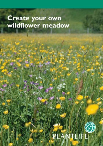 Create your own wildflower meadow - Plantlife