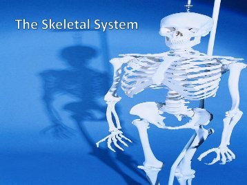 The Skeletal System - Fall River Public Schools