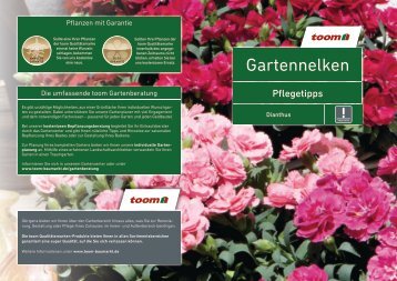 Gartennelken