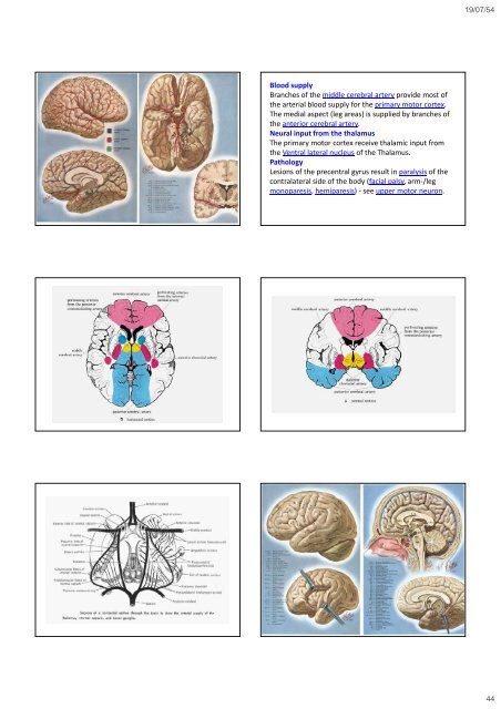 The Frontal lobes - Mahidol University