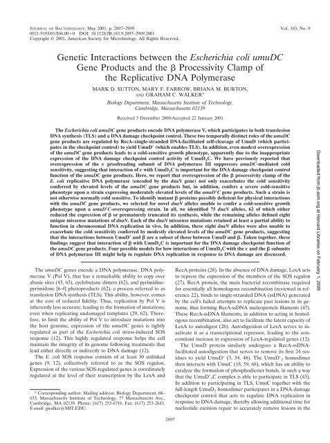 Genetic Interactions between the Escherichia coli umuDC Gene ...