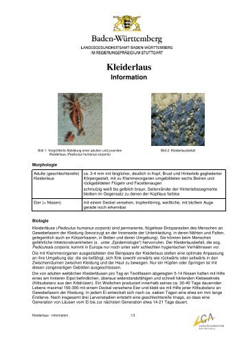 Kleiderlaus-Information