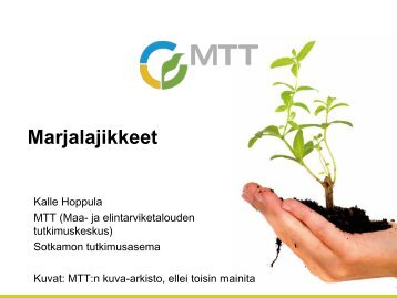 Mansikan lajikkeet - Marja- ja HedelmÃ¤tuotannon Osaajat