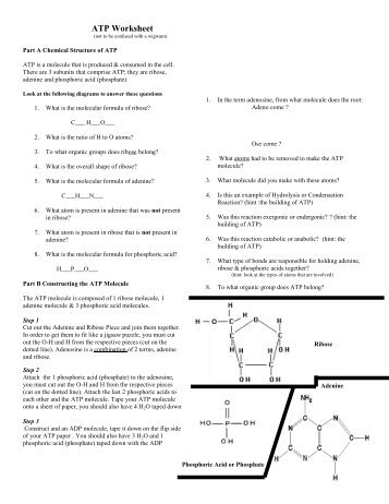 ATP (not to be confused with a wigwam) Worksheet