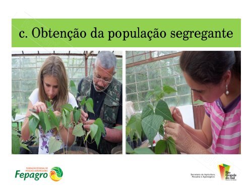 ContextualizaÃ§Ã£o do Programa de Melhoramento GenÃ©tico Vegetal ...