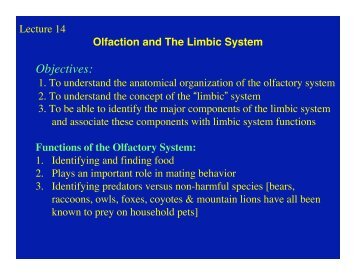 Olfaction and The Limbic System Objectives