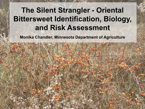 The Silent Strangler - Oriental Bittersweet Identification, Biology, and ...
