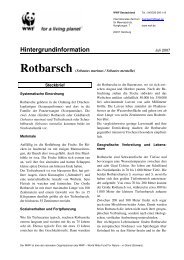 Rotbarsch