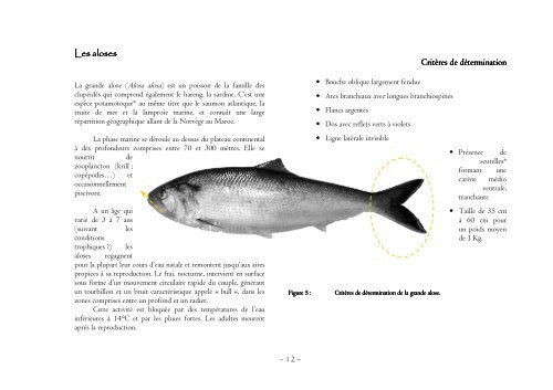 Comptage des Poissons Grands Migrateurs - FDAAPPMA 50