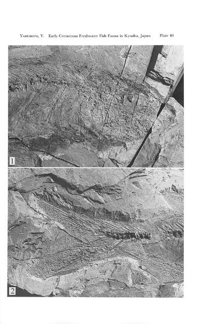 Early Cretaceous Freshwater Fish Fauna in Kyushu, Japan