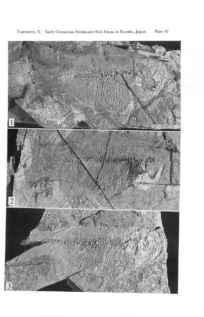 Early Cretaceous Freshwater Fish Fauna in Kyushu, Japan