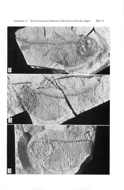 Early Cretaceous Freshwater Fish Fauna in Kyushu, Japan