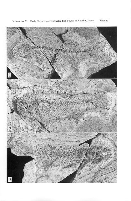 Early Cretaceous Freshwater Fish Fauna in Kyushu, Japan