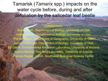 Tamarisk Impacts on the Water Cycle