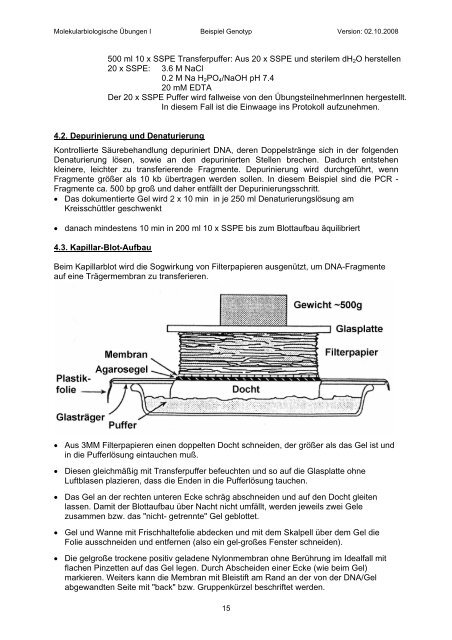 Determination of Bovine Kappa-Casein Genotype by PCR ... - Boku