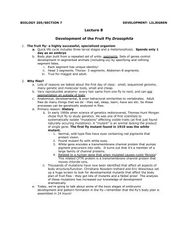 Lecture 8 Development of the Fruit Fly Drosophila