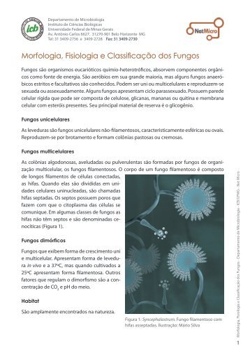 Arquivo: morfologiafisiologiaeclassificaodosfungos.pdf - ICB - UFMG